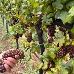 Farmház Crak Tenuta Bembo *